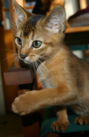 kittens